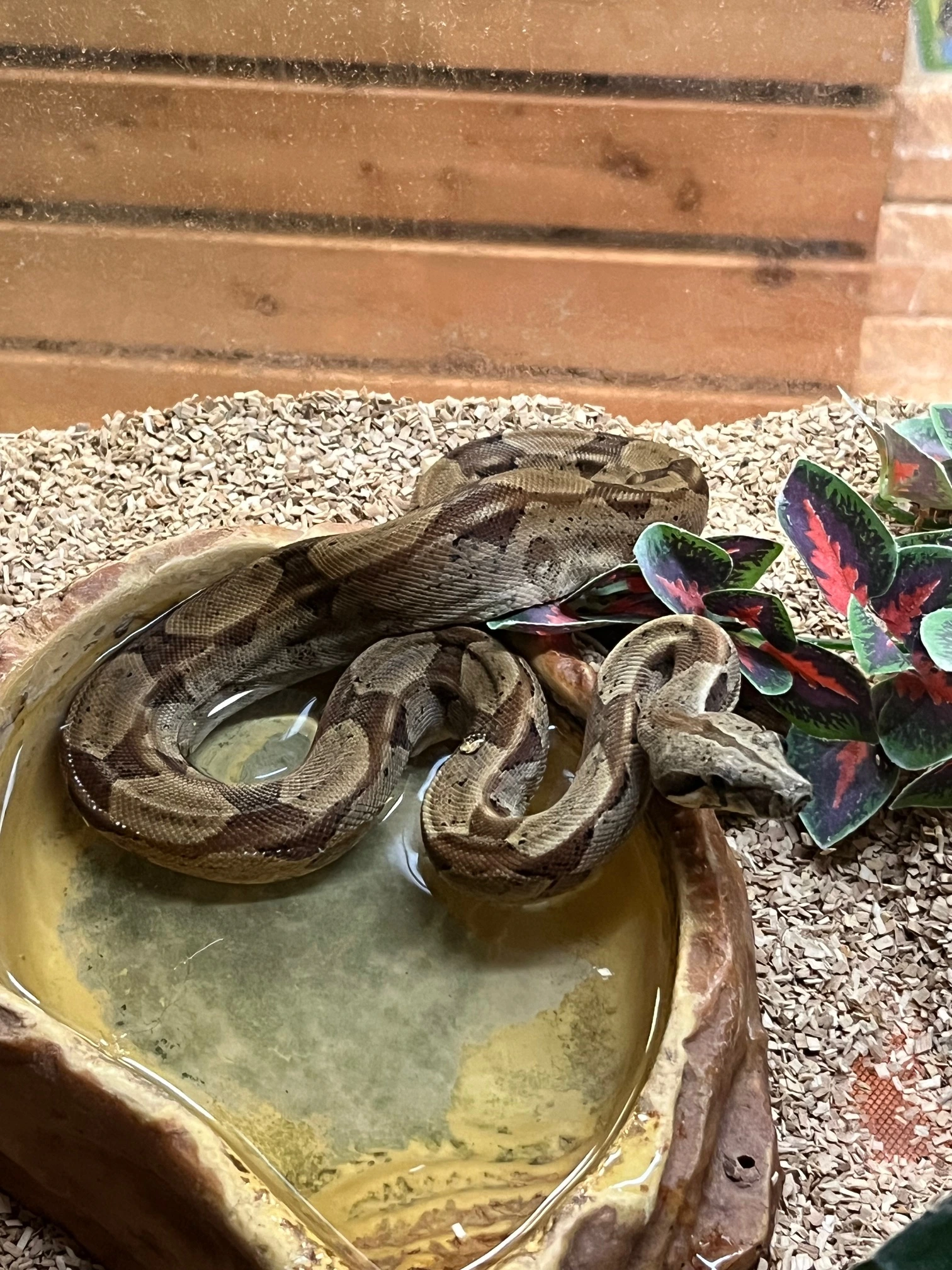 Kongeboa Hypo 100% Het Moonglow Kahl linie 0,1 - Boa Constrictor imperator
